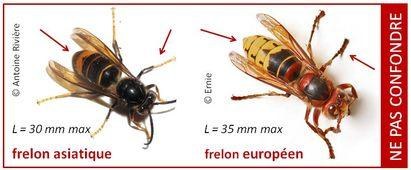 Frelons asiatique ou européen